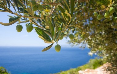Istrian extra Virgin Olive Oils are... one of the best in the World